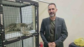 Aydıncık’ta araç çarpan vaşak tedavi edildi ve teslim alındı