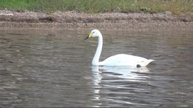 Ayvalık'ta 'Paşa' Kuğusu Paşa Limanı'nın Simgesi Oldu