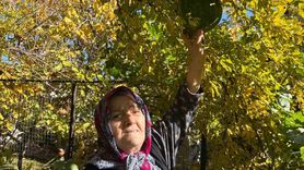 Bahçedeki kabak nar ağacı tepesinde meyve verdi