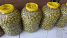 Balıkesir'de Kırma Zeytin Hazırlığı Başladı