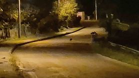 Bartın'da Aç Kalan Çakal Yavruları Şehir Merkezinde Görüntülendi