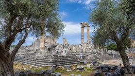 Başkan Gençay: Zeytin ağacı Didim’in hafızasıdır