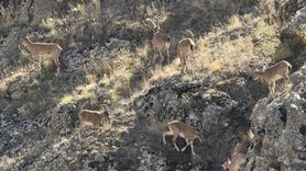 Bayburt Vauk Dağı'nda Sürü Halinde Yaban Keçileri Görüntülendi