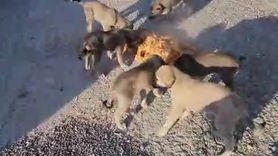 Bayburtlu şoför Yıldıray Ata anne ve 7 yavru köpeği koca tencereden besledi