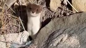 Beyaz Gelincik Şehir Merkezinde Görüntülendi