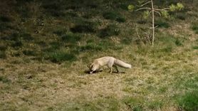 Bitlis'te Gece Sürprizi: Tilkiler Şehir Merkezinde Görüntülendi