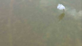 Bitlis’te sıcak su kaynakları kuşlara kış sığınağı sağlıyor