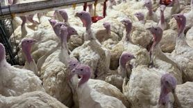 Bolu’da kanatlı yetiştiricilerine kuş gribi uyarısı