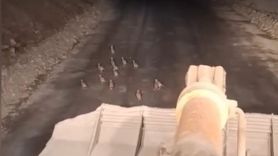 Boyabat'ta iş makinesini durduran operatör keklik yavrularının güvenli geçişini sağladı