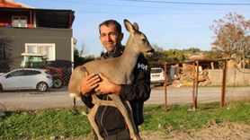 Çanakkale'de Yangından Kurtulan Yavru Karaca, Köyün Yeni Maskotu Oldu