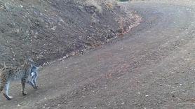 Çankırı fotokapan görüntüleri: vaşak, karaca ve kurt sürüsü