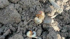 Çarşamba'da fındık bahçelerinde toprak analizi ve kök zararlısı tespiti