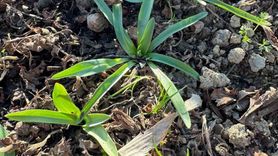 Çarşamba Ovası’nda salep üretimi ve tespit çalışmaları yoğunlaşıyor