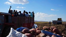 Çayıryolu'nda patates hasadı işçi ve barınma sorunlarıyla sürüyor