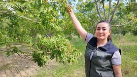 Ceyhan'da sabun cevizi üretimi yayılıyor: Doğal temizlik ve cilt bakımı