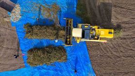 Çorum'da 150 dönüm endüstriyel kenevirin ilk hasadı gerçekleştirildi