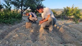 Demirci'de İlk Safran Hasadı