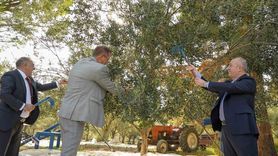 Denetimli Serbestlik Yükümlüleri Sarma İlkokulu'nda Zeytin Hasadı Yaptı