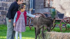 Diyarbakır'da 'Midas' Adlı Sıpa, Ziyaretçilerin Gözdesi Oldu