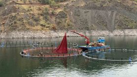 Diyarbakır’dan Dünyaya 'Mezopotamya Somonu' — Çüngüşte 500 Ton Kapasiteli Tesisten İhracat