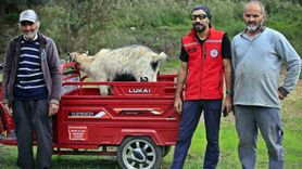 Döşemealtı'nda uçurumda mahsur kalan keçi kurtarıldı, sahibi sevinçle sarıldı