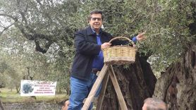 Dünya Zeytin Ağacı Günü Manisa'da Buruk Geçti
