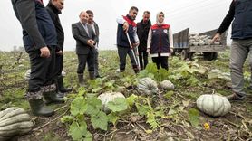 Düzce'de coğrafi işaretli kestane kabağı hasadı başladı
