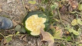 Elazığ Baskil'de Bahçeler Yaban Domuzlarının İstilasına Uğradı