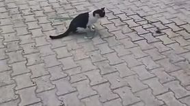 Elazığ'da Kedinin Fareyle Oynama Anı Kameralara Yansıdı