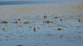 Erçek Gölü'nde Mikrobiyalitler Ortaya Çıktı