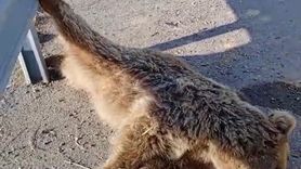 Erciş-Muradiye kara yolunda araç çarpan ayı telef oldu