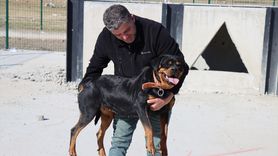 Erzincan'da Arama Kurtarma İçin Sahipli Köpeklere Eğitim Veriliyor