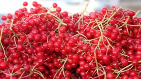 Erzincan'da 'Gençlik İksiri' Gilaburu Tezgâhlarda