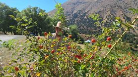 Erzincan’da kuşburnu zamanı: Dağlardan sofraya doğal şifa
