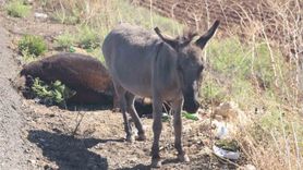 Eşeğin Sıpası, Ölü Annesinin Başında Bekledi