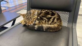 Eskişehir Tren İstasyonu'ndaki Oturak Kedileri