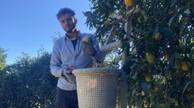 Finike'de portakal hasadı başladı — 250 bin ton rekolte bekleniyor