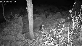 Fotokapanla yaban hayatı: Domuzun çamur banyosu ve kurtun av anı Beyşehir'de