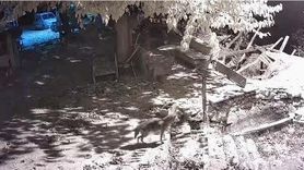 Gökbelen köyünde yiyecek arayan çakal güvenlik kamerasında