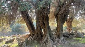 Gökçeada'nın Ladolia zeytini: Türkiye'de tek