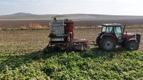 Gün doğmadan tarlada: Polatlı’da şeker pancarı hasadı son aşamada