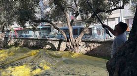 Halide Hatun İlkokulu'nda e-Twinning ile zeytinin ağaçtan sofraya yolculuğu