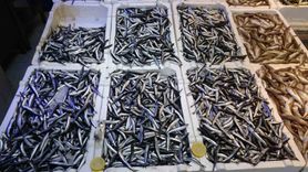 Hamsi bolluğu ihracat gelirlerini artırmadı: Ocak-Ekim 2025 verileri