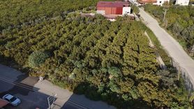 Hatay'da fiyat geriledi, tonlarca mandalina ücretsiz dağıtıldı