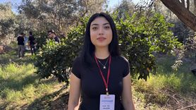 Hatay'da Öğrenciler Mandalina Hasadında