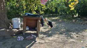 Hatay'da yaralı leylek kümeste tavuklarla birlikte balıkla besleniyor