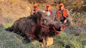 Hayrabolu'da yaklaşık 300 kilogramlık dev yaban domuzu avlandı