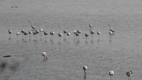 Hersek Lagünü’nde flamingo sayısı artıyor, renkli görüntüler oluşuyor