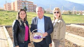 Honaz Belediyesi Yerel Tohum Merkezi'nde safran soğanları filizlendi