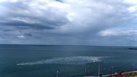 Hopa açıklarında yüzlerce martının denizdeki ahenkli uçuşu